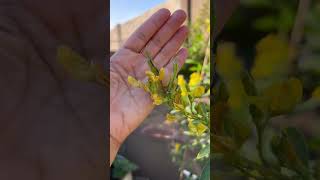 How To Grow Your Own Food Pigeon Peas [upl. by Vudimir]