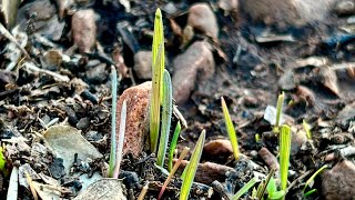 Digging More Swales amp Cultivating Native AZ Tallgrass From Seed For My Ground Cover permaculture [upl. by Erdnaek]