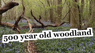 24 Plant Species Found in British Ancient Woodland  Crab Wood Hampshire  Wildflower Walk  UK Tour [upl. by Hopper602]