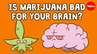 Is marijuana bad for your brain  Anees Bahji [upl. by Meesan446]