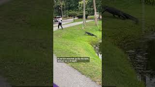 What to Do If an Alligator Chases You [upl. by Kuehnel363]