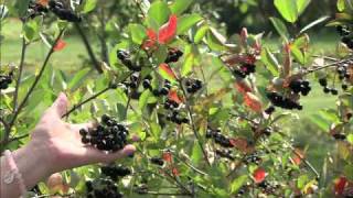 Aronia  A Hardy Superfruit  The Wisconsin Gardener [upl. by Nodnnarb858]