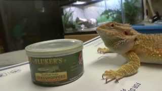 Flukers Canned Grasshoppers Review [upl. by Murdocca]