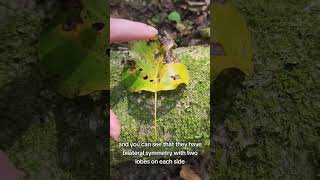 Tulip Tree ID tree nature educational [upl. by Stempson415]