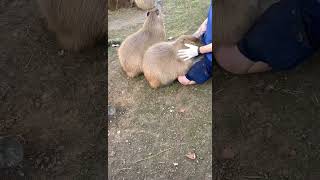 Capybara requires attention Petting a Capybara cute animal video Drusillas Park [upl. by Waine]