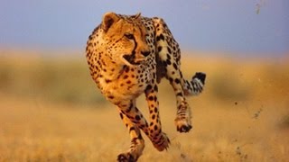 Cheetah fastest on earth الفهد الصياد اسرع حيوان على وجه الأرض 1 [upl. by Bibah795]