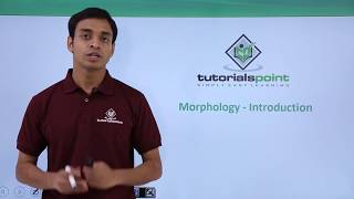 Class 11th – Morphology  Introduction  Morphology of Flowering Plants  Tutorials Point [upl. by Alexei208]