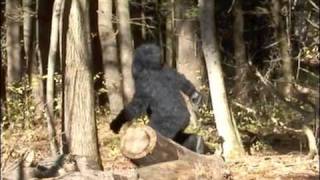 NEW YORK STATE BIGFOOT FOOTAGE [upl. by Oitaroh289]