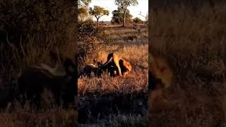 Lion hunt hyena animals wildlife wildanimals foryou fyp [upl. by Jeffers]