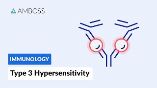 Immune ComplexMediated Hypersensitivity Type III Hypersensitivity Reaction [upl. by Enerak510]