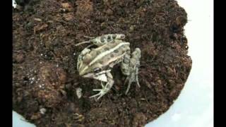 Frog versus Epomis beetle larva [upl. by Bass82]