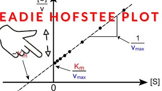 Eadie Hofstee Plot Km and Vmax [upl. by Eillod902]