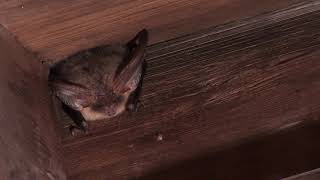 Brown Longeared Bat  gewone grootoorvleermuis Plecotus auritus  narrow spaces [upl. by Monteith]