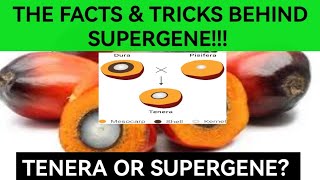 Facts And Myths About Supergene Oil Palm  Tenera Hybrid Vs Supergene [upl. by Leese]