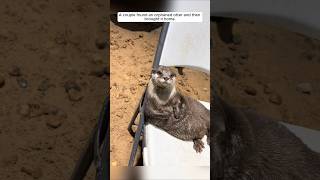 A couple found an orphaned otter and then brought it home animalshorts shortvideo otter [upl. by Seton]