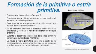 Embriología Humana [upl. by Leahcimauhsoj]