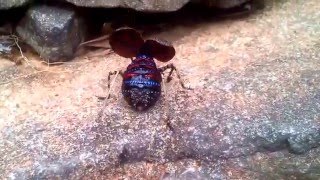 Mountain Katydid Hugh Johnson [upl. by Nogem]