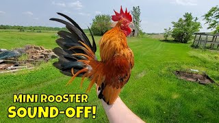 🐓 Serama Chicken Update 🐓 Miniature Chickens as indoor pets 🐤 [upl. by Ahsrats]