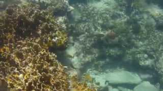 Bimini 2014 Snorkeling Three Sisters Rocks [upl. by Onig]