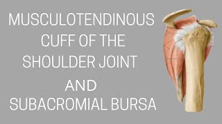 MUSCULOTENDINOUS CUFF OF SHOULDER JOINT  ROTATOR CUFF AND SUBACROMIAL BURSA I UPPER LIMB ANATOMY [upl. by Wakerly]