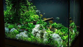 Aquascape for Meditation  OASE StyleLine 85 [upl. by Ewan]