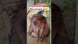 Animal rescue team 🫡🇮🇳1million status hindu [upl. by Eelhsa257]