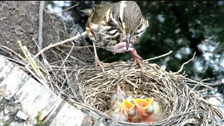 Дрозд кормит птенцов Chicks of Redwing [upl. by Natal]