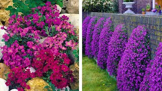 How to Plant Aubrieta Spring Garden Guide [upl. by Ebanreb]