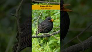 Common Blackbird calling  Bird sounds shorts [upl. by Nedroj782]