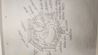 How to draw Plant Cell  Plant Cell Diagram Easy Science Structure Drawing scienceartgallery1993 [upl. by Dnomaj]