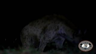 Mpila Camp Umfolozi Game Reserve Hyena [upl. by Ellesij]