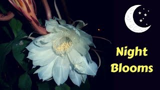 10 Most Beautiful Night blooming Flowers In The World  GardenGraduate [upl. by Redmer]