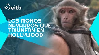 Los monos navarros que triunfan en Hollywood [upl. by Haase]