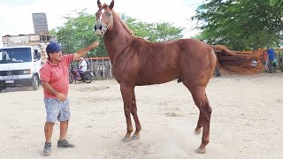 FEIRA DE CAVALOS EM ALTINHOPE 23032024 nordeste [upl. by Fugazy]