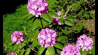 How to grow Rhododendron  Gardening 101 by Dr Greenthumb [upl. by Eamanna]