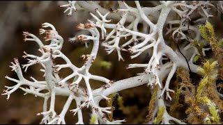 Introduction to Lichen and Bryophytes mosses liverworts and hornworts of Western Washington [upl. by Felder]