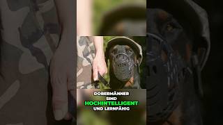 hochintelligente Militärhunde [upl. by Ott]