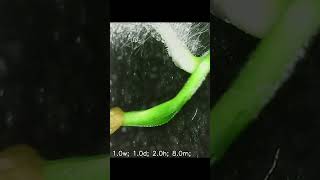 Chilli seed germination timelapse [upl. by Drislane]