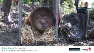 London Beaver Working Group  talk from Ian Russell Enfield Council [upl. by Gelya184]