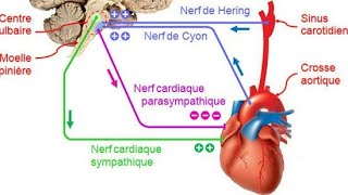 Anatomie du coeur  Innervation cardiaque [upl. by Orelle]