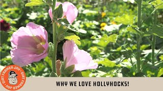 Why We Love Hollyhocks [upl. by Hoashis]