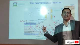 Skeletal muscles relaxation Neuromuscular Blockers and spasmolytics الادوية الباسطه للعضلات [upl. by Blakeley]