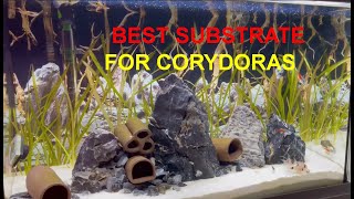 Corydoras Beginners Guide Best Substrates [upl. by Letnuahs]