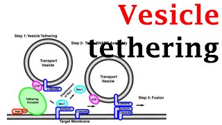 Vesicle tethering [upl. by Boleyn864]