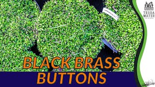 BLACK BRASS BUTTONS Care Guide and Tips for Leptinella squalida 🌿⚫️ [upl. by Jt]