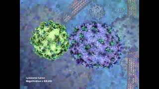 lysosome 3d animation and function [upl. by Iramohs]