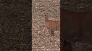 Tiny Fawn Calling for Mama fawn babydeer [upl. by Osnofedli]