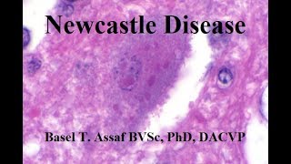 Newcastle Disease [upl. by Perrins68]