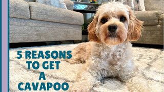 5 REAL Reasons You Should Get a Cavapoo 🐶  What You Need to Know [upl. by Amoreta643]