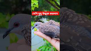 দেশি ঘুঘু উন্মুক্ত করলাম 🔥 Jactok পাখি ভাইয়া [upl. by Cynera]